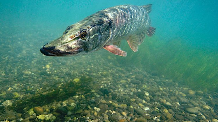 BROCANTE PÊCHE - Le top pour tous les mordus à Auch